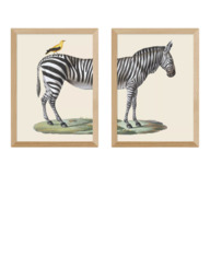 EAST END PRINTS Natural History Museum 'Zebra & Bird' Framed Print, Set of 2