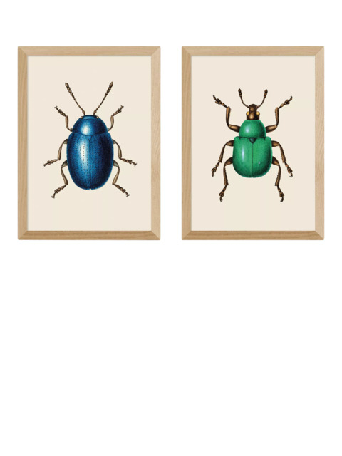 EAST END PRINTS Natural History Museum 'Beetles' Framed Print, Set of 2