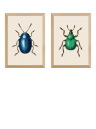 EAST END PRINTS Natural History Museum 'Beetles' Framed Print, Set of 2