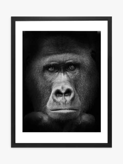 Brookpace Lascelles Gorilla Framed Print & Mount, 81 x 65.5cm, Black/White - image 1