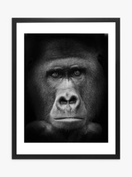 Brookpace Lascelles Gorilla Framed Print & Mount, 81 x 65.5cm, Black/White - thumbnail 1