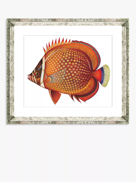 Brookpace Lascelles 'Tropical Fish 3' Framed Print & Mount, 36 x 46cm, Orange - image 1