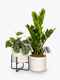 The Little Botanical Pothos & Zamioculcas Marble Planters - thumbnail 4