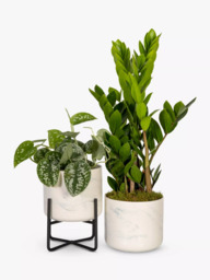 The Little Botanical Pothos & Zamioculcas Marble Planters