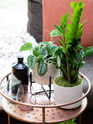 The Little Botanical Pothos & Zamioculcas Marble Planters - thumbnail 2