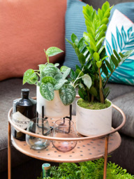 The Little Botanical Pothos & Zamioculcas Marble Planters - thumbnail 5