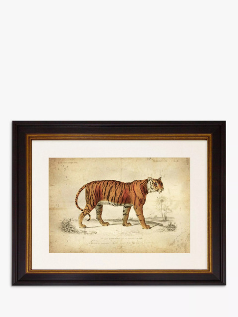 Brookpace Lascelles 'Tiger' Framed Print & Mount, 46 x 55cm, Orange