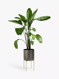 John Lewis Large Indoor Iron Planter & Stand, Grey/Brass - thumbnail 2