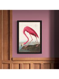 John Lewis John James Audubon 'American Flamingo' Framed Print, 77 x 57cm - thumbnail 2