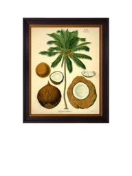 Brookpace Lascelles 'Coconut Palm' Framed Print, 50 x 40cm, Green/Cream - thumbnail 1