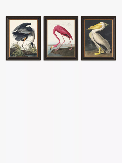 John Lewis John James Audubon Birds Framed Print, Set of 3, 47 x 37cm, Multi - image 1