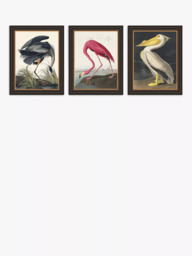 John Lewis John James Audubon Birds Framed Print, Set of 3, 47 x 37cm, Multi - thumbnail 1