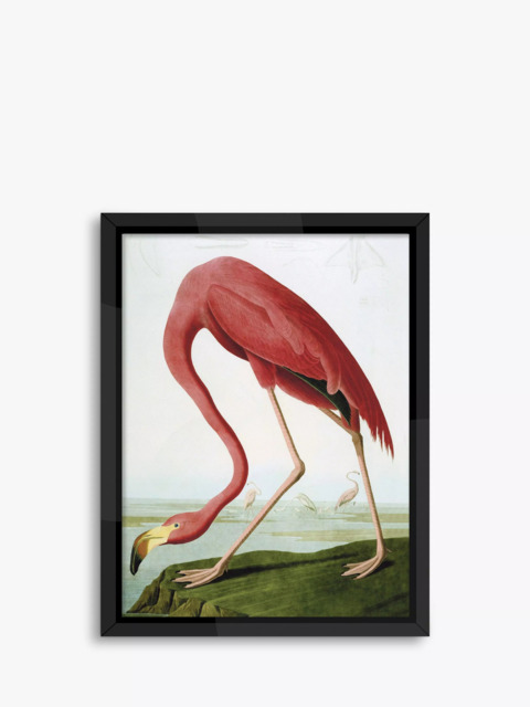 Brookpace Lascelles John James Audubon 'Flamingo' Framed Print, 86 x 66cm, Pink - image 1