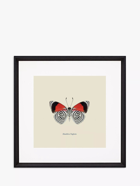 Brookpace Lascelles 'Diaethria Neglecta Butterfly' Framed Print & Mount, 45.5 x 45.5cm, Red/Multi - image 1