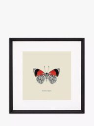 Brookpace Lascelles 'Diaethria Neglecta Butterfly' Framed Print & Mount, 45.5 x 45.5cm, Red/Multi - thumbnail 1