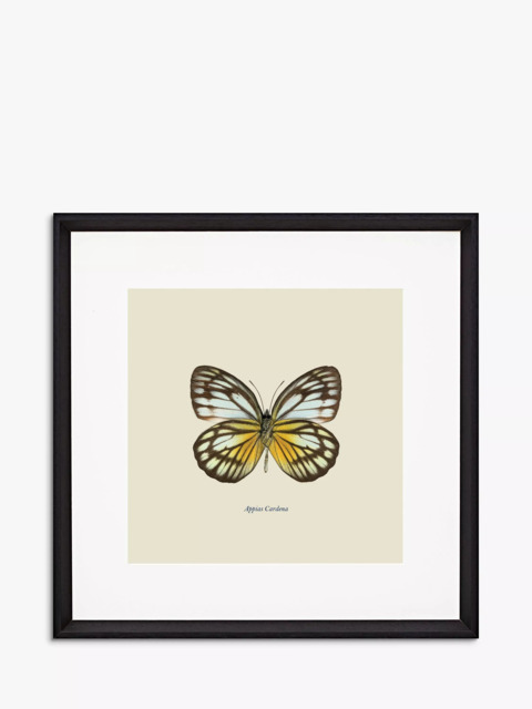 Brookpace Lascelles 'Appias Cardena Butterfly' Framed Print & Mount, 45.5 x 45.5cm, Yellow/Multi - image 1