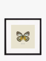 Brookpace Lascelles 'Appias Cardena Butterfly' Framed Print & Mount, 45.5 x 45.5cm, Yellow/Multi