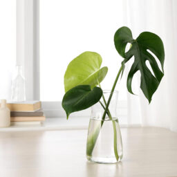 1pc 20cm Clear Glass Vase, Transparent Tulip Holder for Table Centerpieces, Living Room, Bedroom, Wedding Decor - thumbnail 4