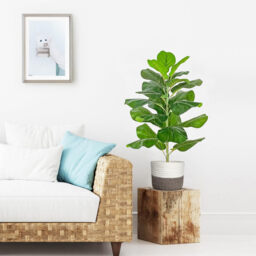 1Pc 30.5in/78cm Artificial Fiddle Leaf Fig Tree/Faux Ficus Lyrata for Home Office Decoration - thumbnail 4