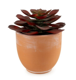 Candlelight Artificial Brown Echeveria Succulent in Terracotta Effect Pot 13cm - thumbnail 3