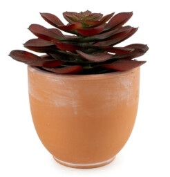 Candlelight Artificial Brown Echeveria Succulent in Terracotta Effect Pot 13cm - thumbnail 1