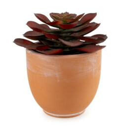 Candlelight Artificial Brown Echeveria Succulent in Terracotta Effect Pot 13cm - thumbnail 2