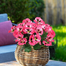 Yuejia 4Pcs 11in/28cmArtificial Pansies Flowers Outdoor Faux Flowers Plastic Plants Artificial Silk Flowers for Front Porch Garden Window Box Hanging Planter Decoration(rose red) - thumbnail 4