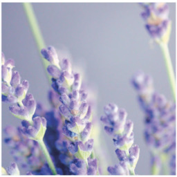 Wax Lyrical Candle Homegrown Lavender 586g - thumbnail 3
