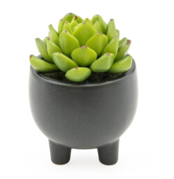 Candlelight Artificial Echeveria Succulent in Ceramic Pot 7.4cm - thumbnail 3