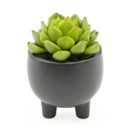 Candlelight Artificial Echeveria Succulent in Ceramic Pot 7.4cm - thumbnail 1