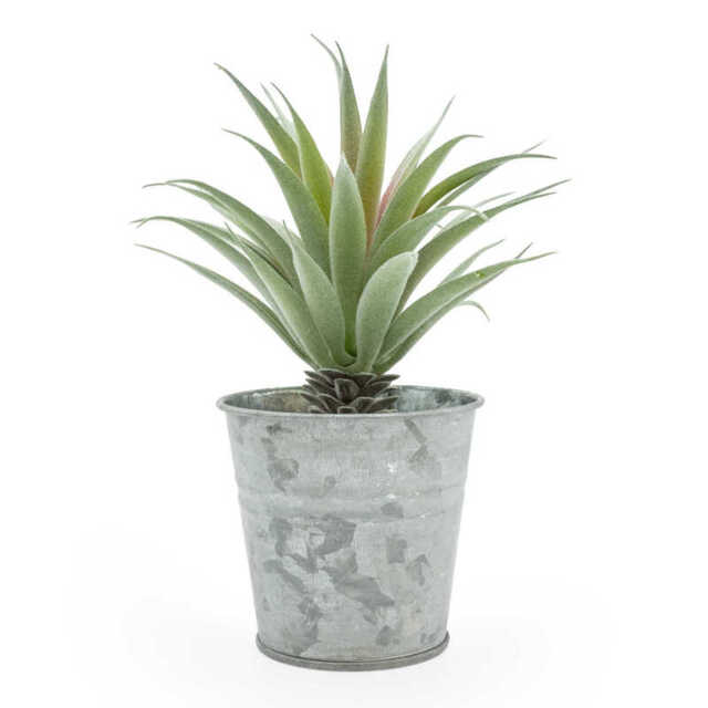 Candlelight Artificial Aloe Plant in Tin Pot 18cm - image 1