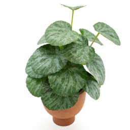 Candlelight Artificial Money Plant in Terracotta Effect Pot 30cm - thumbnail 3
