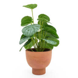 Candlelight Artificial Money Plant in Terracotta Effect Pot 30cm - thumbnail 1