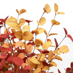 Yuejia 3Pcs 27.5in/70cmArtificial Eucalyptus Stems Fall Decorations with Fall Eucalyptus Leaves Autumn Decorations for Office and Home Artificial Plants for Floral Arrangement - thumbnail 5