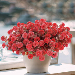 Yuejia  4Pcs 13.77in/35cmArtificial Billy Ball Flower Man Fake Plants Living Room Decoration Ornaments Desktop Fake Flowers(red) - thumbnail 1