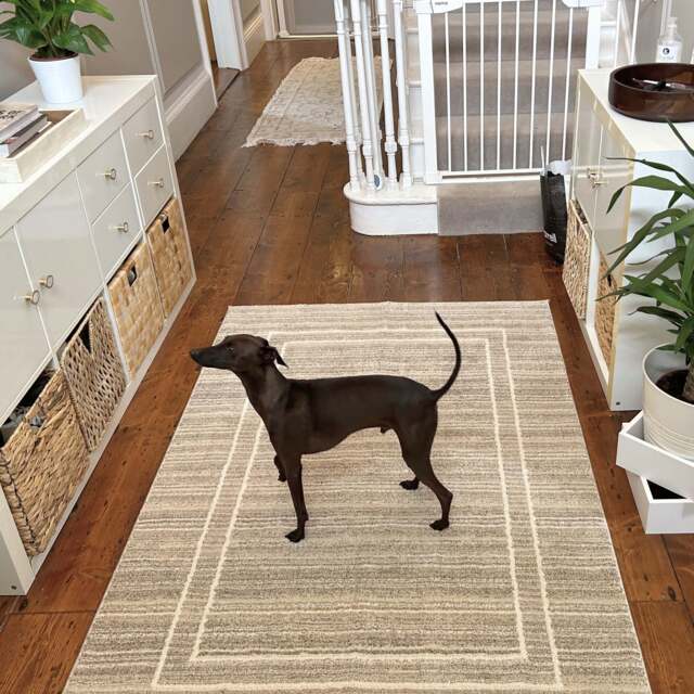 Subtle Beige Border Living Room Rug - Manon - Ikaro - 120cm x 170cm