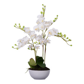 85cm White Orchid in White Ceramic Pot