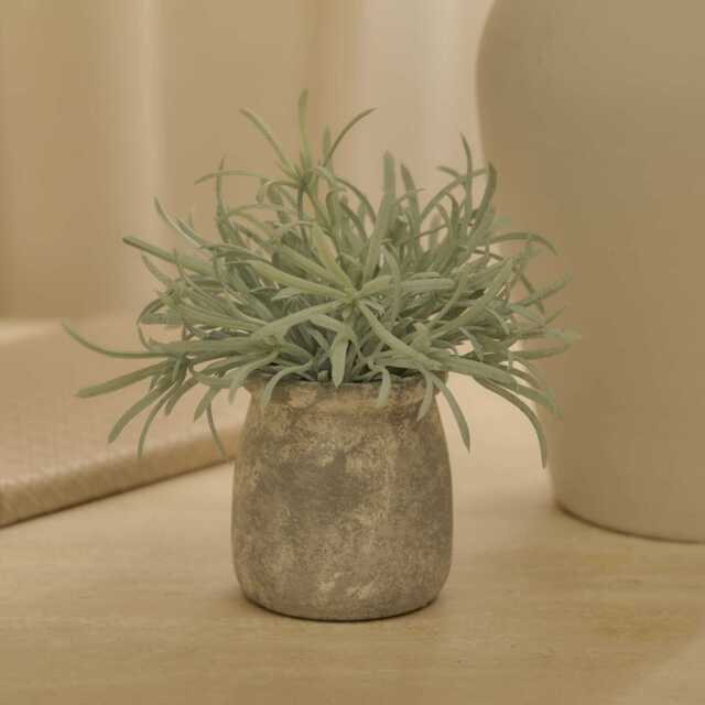 Kew 17cm Acorus Calamus In Ceramic Pot - image 1