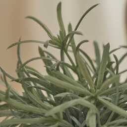 Kew 17cm Acorus Calamus In Ceramic Pot - thumbnail 5