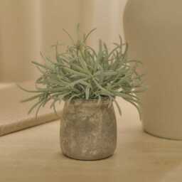 Kew 17cm Acorus Calamus In Ceramic Pot