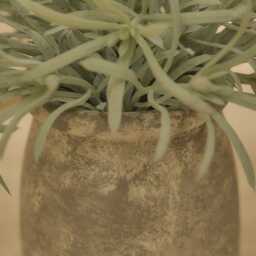 Kew 17cm Acorus Calamus In Ceramic Pot - thumbnail 3