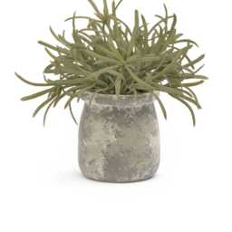 Kew 17cm Acorus Calamus In Ceramic Pot - thumbnail 6