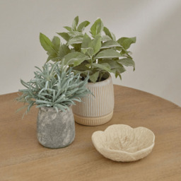 Kew 17cm Acorus Calamus In Ceramic Pot - thumbnail 2
