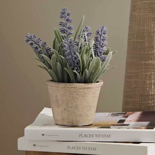 Kew Lavender Plant in Cement Pot - 18cm - image 1