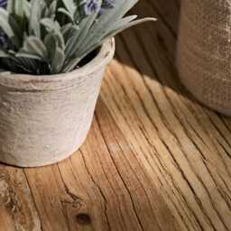 Kew Lavender Plant in Cement Pot - 18cm - thumbnail 4