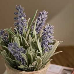 Kew Lavender Plant in Cement Pot - 18cm - thumbnail 3