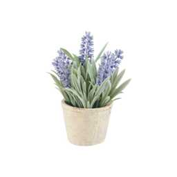 Kew Lavender Plant in Cement Pot - 18cm - thumbnail 5