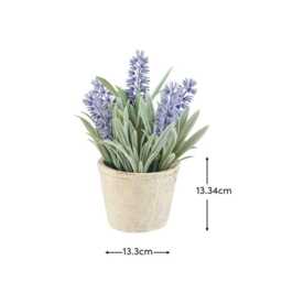 Kew Lavender Plant in Cement Pot - 18cm - thumbnail 6