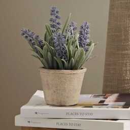 Kew Lavender Plant in Cement Pot - 18cm - thumbnail 1