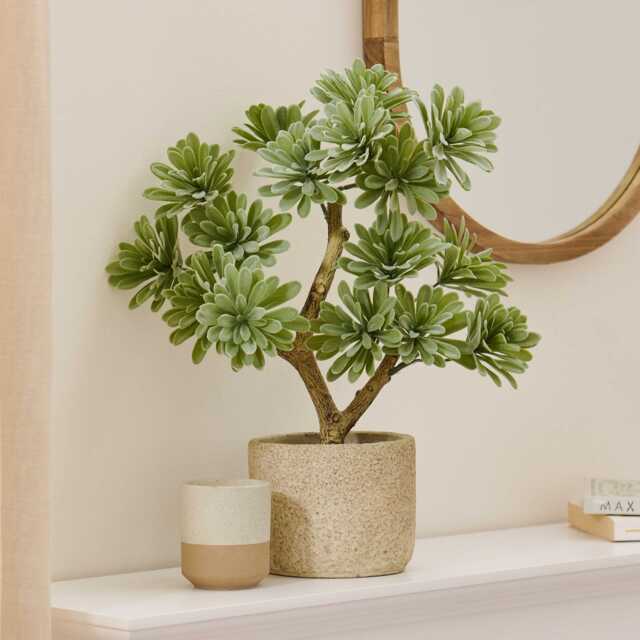 Kew Succulent in Cement Pot - 40cm - image 1